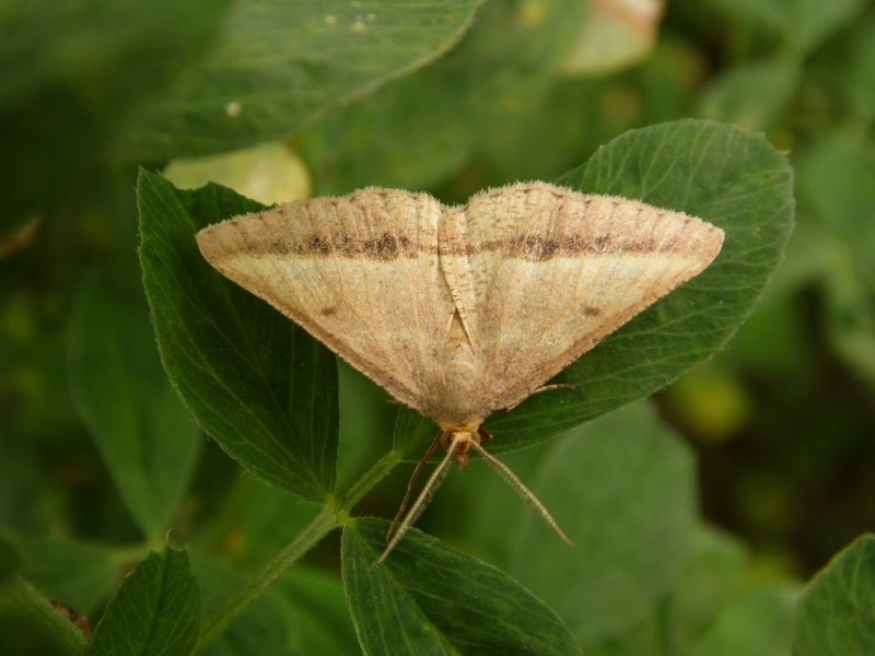 Lepidotteri pista ciclabile Arluno-Boffalora